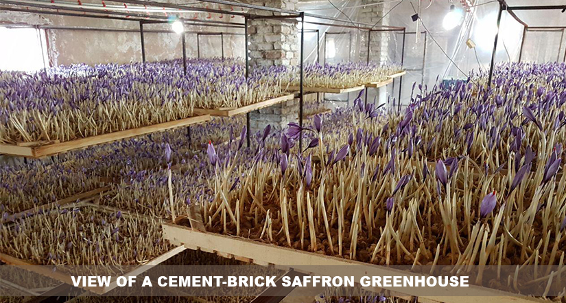 Press Release: Indoor Saffron Farming Could Stop Effect Of Climate Change On The Industry